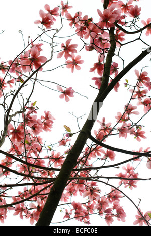 striking pink magnolia tree fine art photography Jane Ann Butler Photography JABP431 Stock Photo
