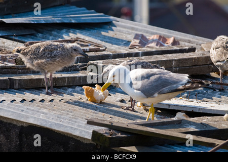 Turkey , Istanbul , seagull guards its young chicks or fledgeling on rooftop perch by nest as they eat piece of bread Stock Photo