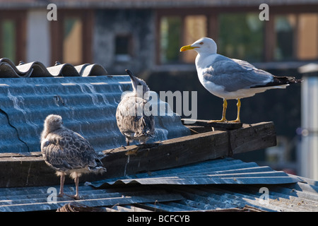 Turkey , Istanbul , seagull guards its young chicks or fledgling on rooftop perch by nest Stock Photo