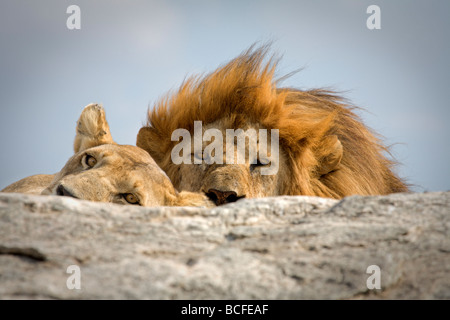 Panthera leo (Lion), Serengeti National Park, Tanzania Stock Photo
