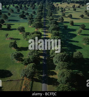 A scenic view of a road lined with trees extending into the horizon on ...