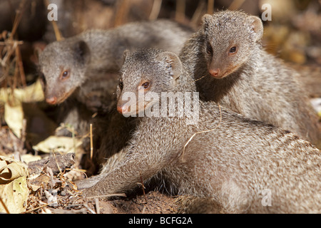 Three Banded Mongoose digging for food alerted to possible danger Stock Photo