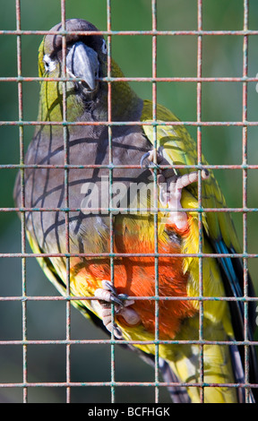 Burrowing Parakeet (Cyanoliseus patagonus) also known as the Patagonian Conure in a cage Stock Photo