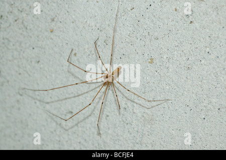 Daddy long legs or rafter spider Pholcus phalangioides Pholcidae in a garage UK Stock Photo