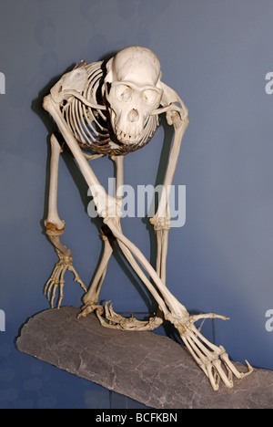 Skeleton of the common chimpanzee, Pan troglodytes Stock Photo