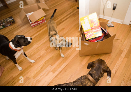 child hiding in a cardbaord box while three dogs look on curiously Stock Photo