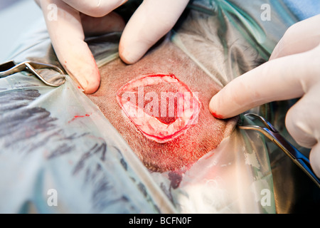 Free skin graft donor site in a cat Stock Photo