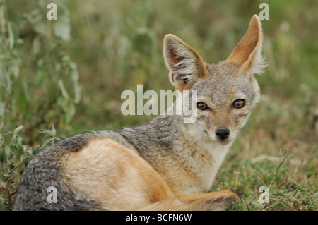 Stock photo of a black-backed jackal, resting curled in a ball, Ndutu, Tanzania, February 2009. Stock Photo