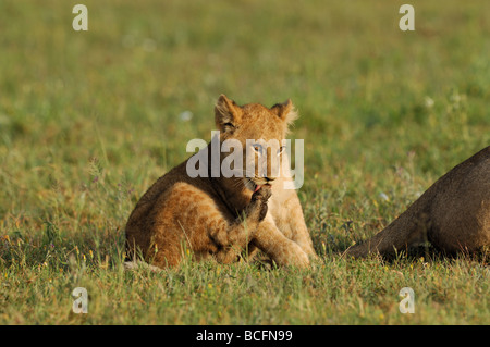 Stock photo of a lion cub sitting on the short-grass plains of the Serengeti, licking his back paw. Stock Photo