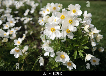 Snowdrop Anemone, Tovsippa (Anemone sylvestris) Stock Photo