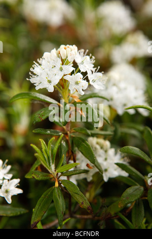 Marsh Labrador tea, Skvattram (Rhododendron tomentosum) Stock Photo