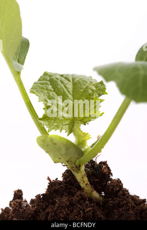 Musk melon, Cantaloupmelon (Cucumis melo) Stock Photo