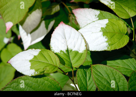 Variegated-leaf hardy kiwi, Kameleontbuske (Actinidia kolomikta) Stock Photo