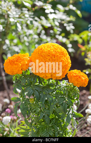 French Marigold (Tagetes patula)
