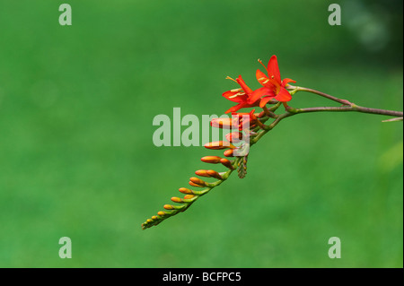 Crocosmia masoniorum. Giant montbretia flower Stock Photo