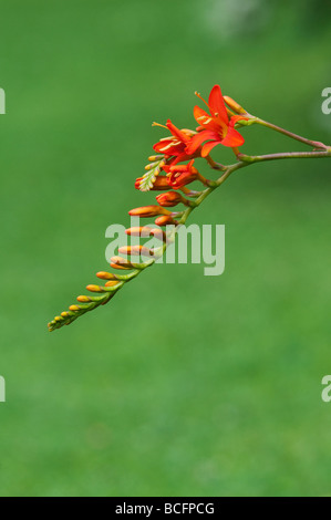 Crocosmia masoniorum. Giant montbretia flower Stock Photo