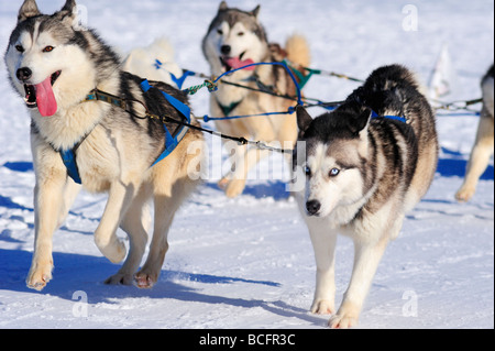 Details of a sled dog team in full action heading towards the camera ...