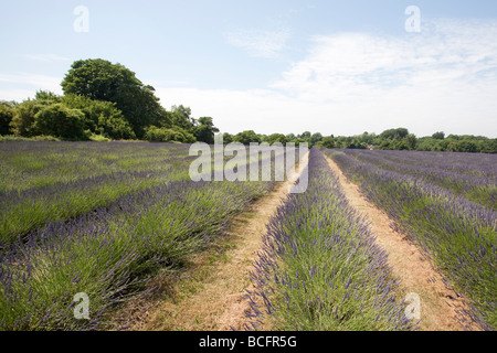 Mayfield Lavender Farm, Banstead, Surrey, England, UK Stock Photo