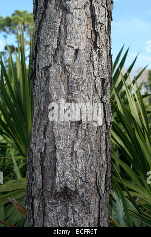 florida longleaf pine tree Stock Photo - Alamy
