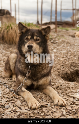 A SLED DOG IN A KENNEL TELLER ALASKA Stock Photo - Alamy