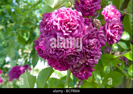 Rosa Rambling Rose Bleu Magenta Stock Photo
