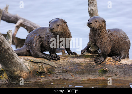 Stock photo of two river otter pups sitting together on a log, Yellowstone National Park, 2009. Stock Photo