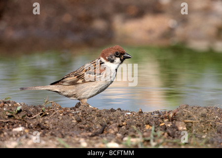 Tree sparrow Passer montanus Bulgaria June 2009 Stock Photo