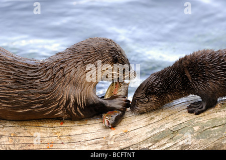 Stock photo of a river otter pup trying to sneak some fish from his mother, Yellowstone National Park, 2009. Stock Photo