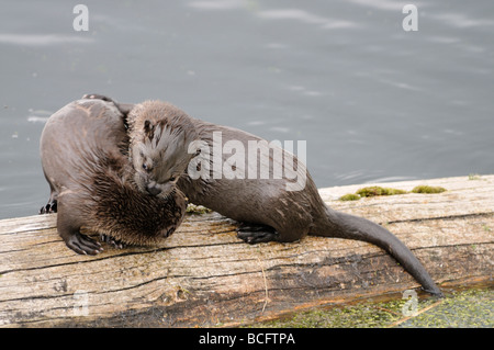 Stock photo of two baby river otters playing, Yellowstone National Park, 2009. Stock Photo