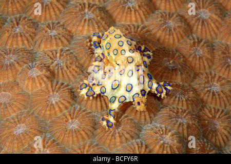 Venomous Greater Blue Ringed Octopus, Hapalochlaena lunulata. This octopus can inject a very powerful neurotoxin that can kill Stock Photo