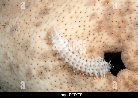 Sea Cucumber scale worm crawling into the anus of its host holothurian or sea cucumber Stock Photo