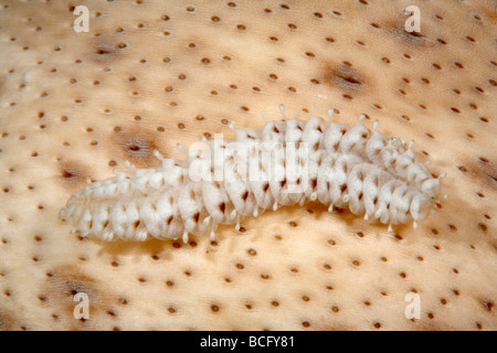 Sea Cucumber scale worm, Gastrolepidia clavigera, crawling on its host holothurian. Stock Photo
