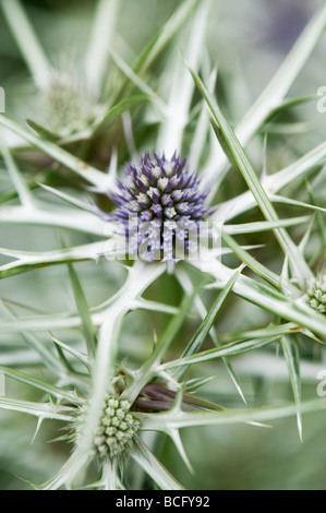 Eryngium variifolium. Eryngo. Variable leaved sea holly. Moroccan sea holly Stock Photo