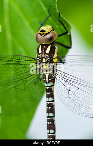 Aeshna cyanea. Southern Hawker Dragonfly Stock Photo