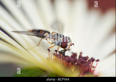 Hoverfly 'Syrphus torvus' feeding on Livinstone daisy flower Stock Photo