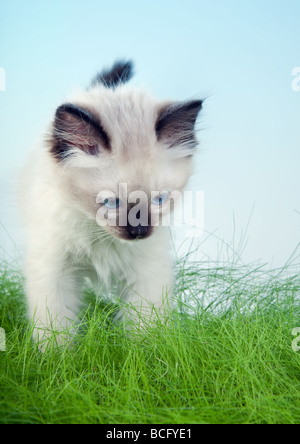 Seal point mitted ragdoll kitten standing in spring grass Stock Photo