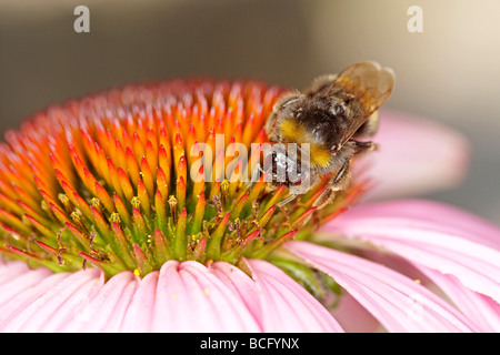 Bumblebee in purple coneflower feeding nectar Bombus sp Stock Photo
