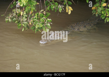 Wild crocodile in the Black River, Jamaica Stock Photo