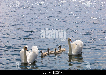 Family of swans Gizycko Great Mazurian Lakes Poland Stock Photo