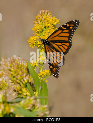 Monarch butterfly on goldenrod Stock Photo