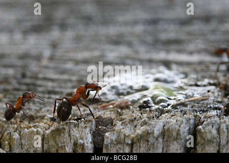 Ants on a stump Stock Photo