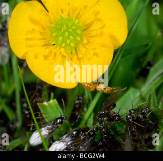 Ant Swarm, Surrey, UK Stock Photo