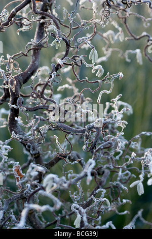 Corylus avellana 'Contorta' in frosty weather Stock Photo