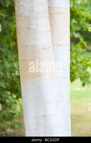 Kashmir birch (Betula utilis var. jacquemontii) close-up of bark garden Cambridgeshire England UK Europe July Stock Photo