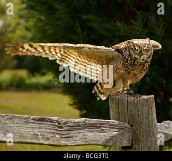 An African Spotted Eagle Owl. Stock Photo