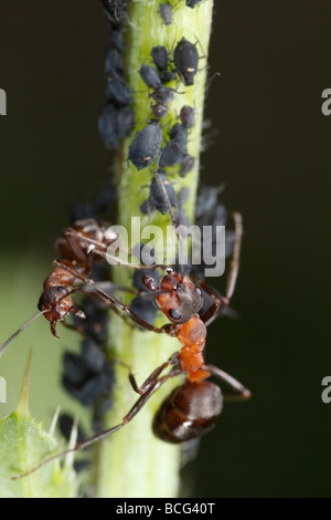 Horse ant (Formica rufa) defending aphids. Stock Photo