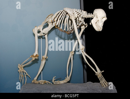Skeleton of the common chimpanzee, Pan troglodytes Stock Photo