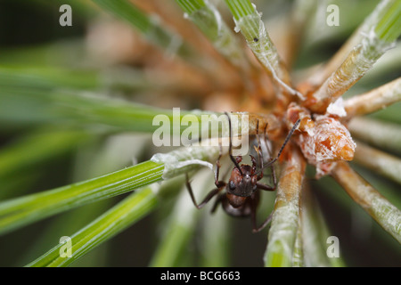 Horse ant (Formica rufa) on a pine twig. The worker is defending an aphid that can be seen below her.