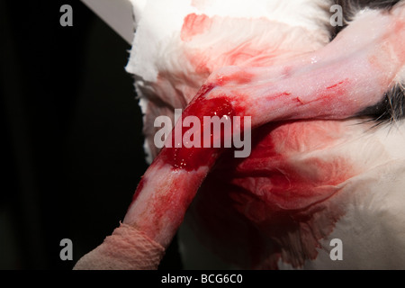 Open wound on a cat's leg Stock Photo