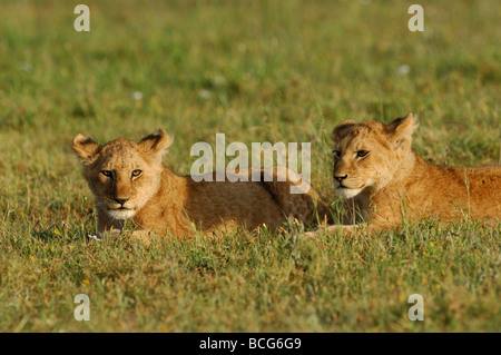 Stock photo of two lion cubs resting in the grass together, Serengeti National Park, Tanzania, February 2009. Stock Photo